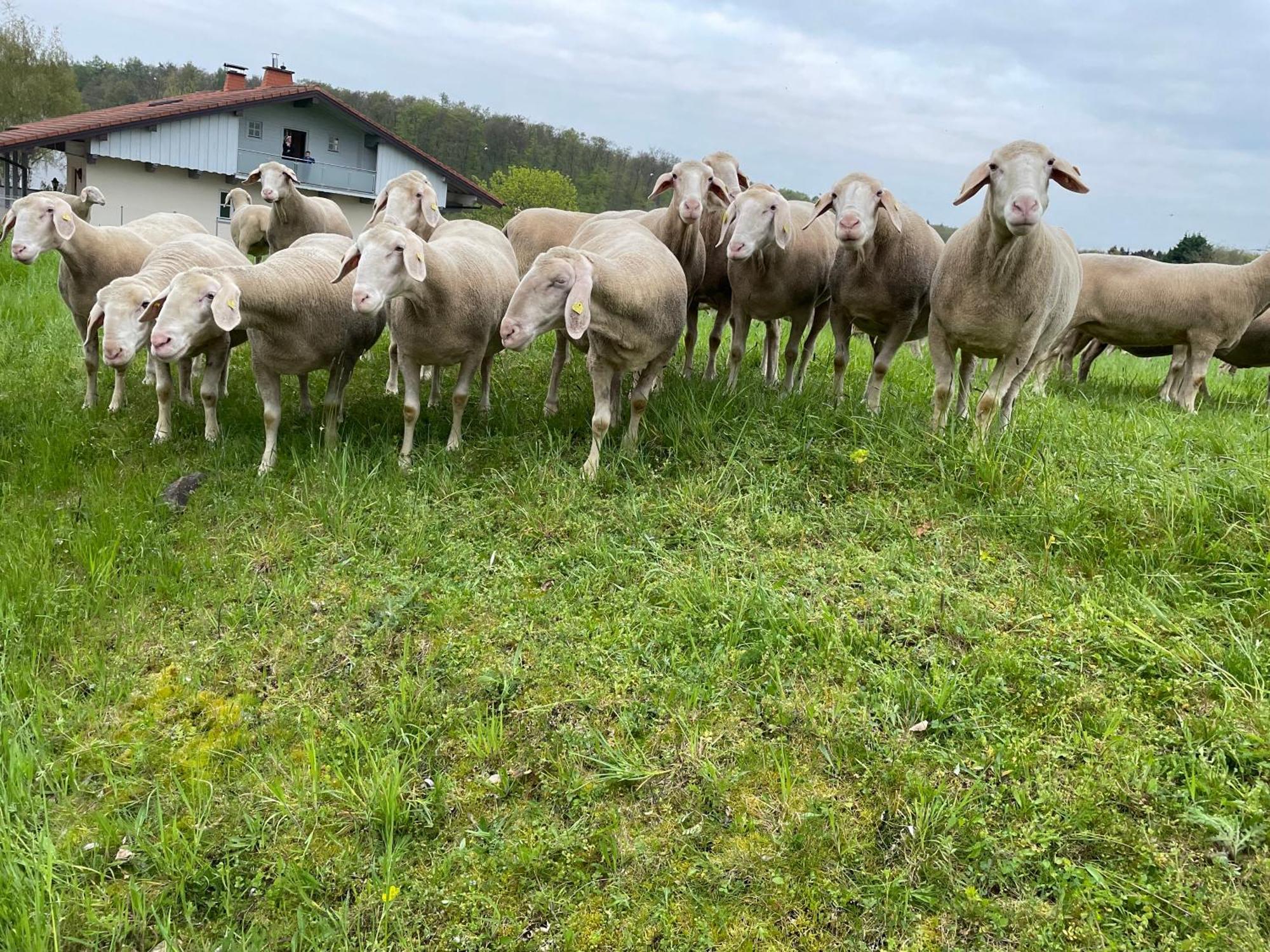 A&E Rooms Fernwald Zewnętrze zdjęcie